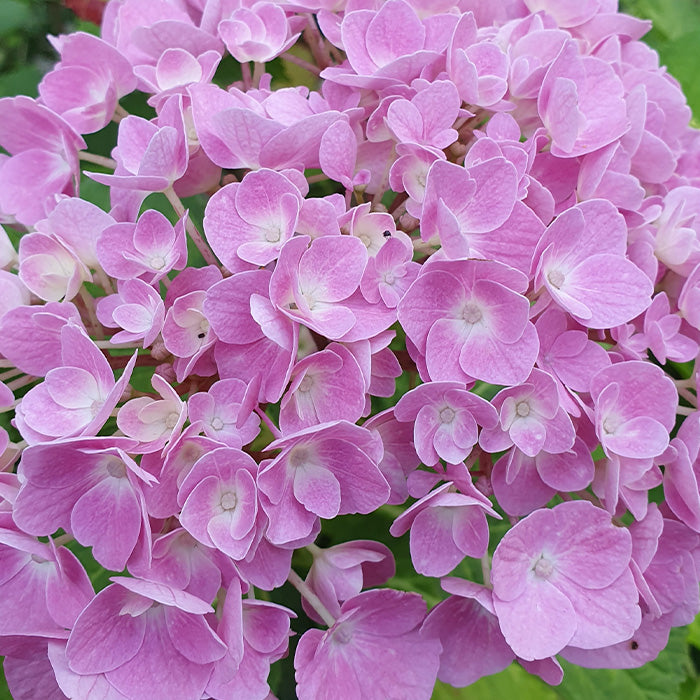 Geranium Essential Oil