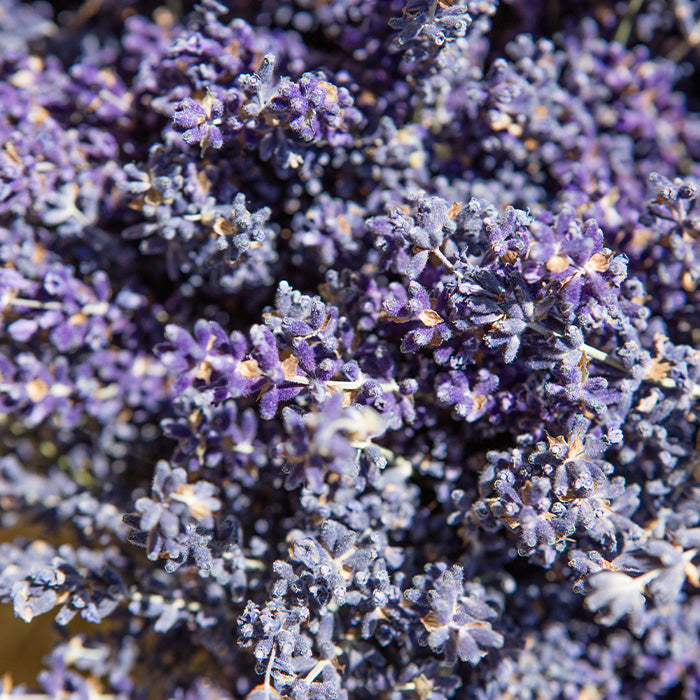 Lavender Essential Oil