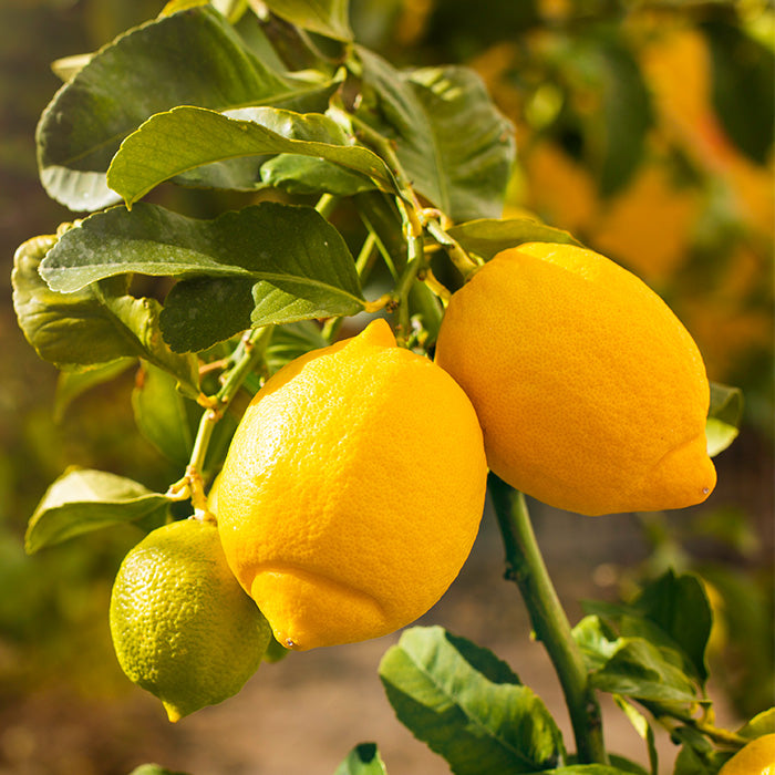 Lemon Essential Oil