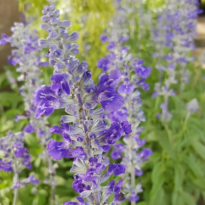 Patchouli Essential Oil