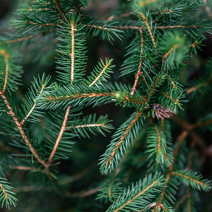 Pine Essential Oil