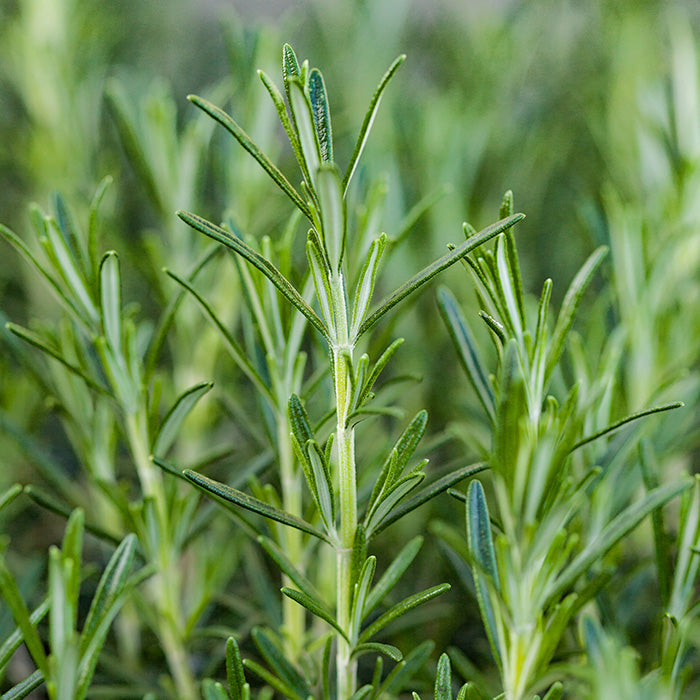 Rosemary Essential Oil