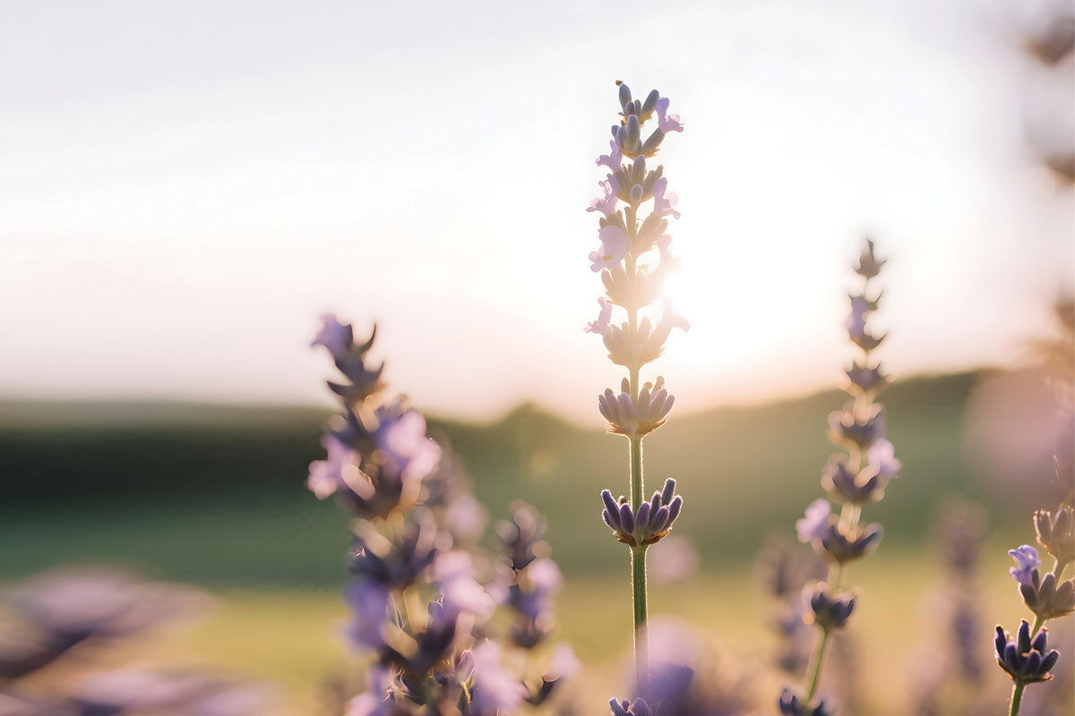 The Benefits of Lavender Essential Oil