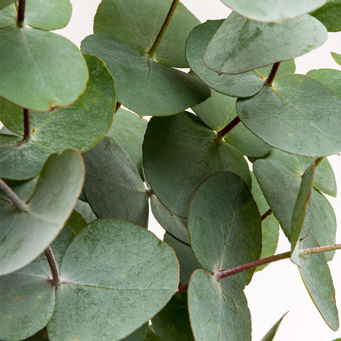 Close up of eucalyptus plant