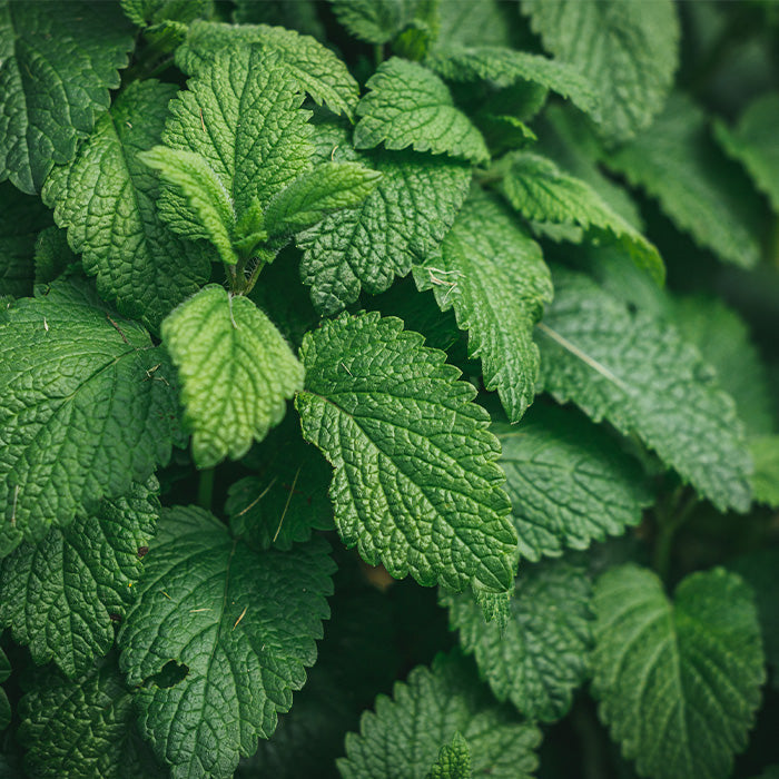 Close up of natural peppermint leaves