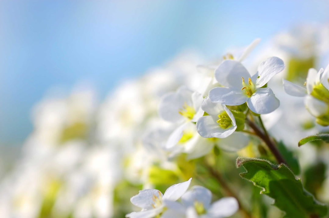 The Best Essential Oils for Spring