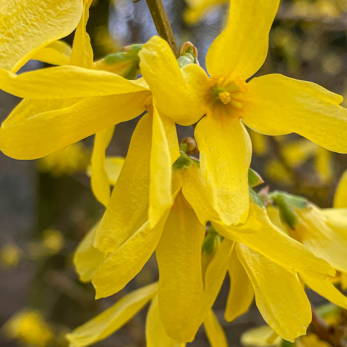 Ylang Ylang Essential Oil